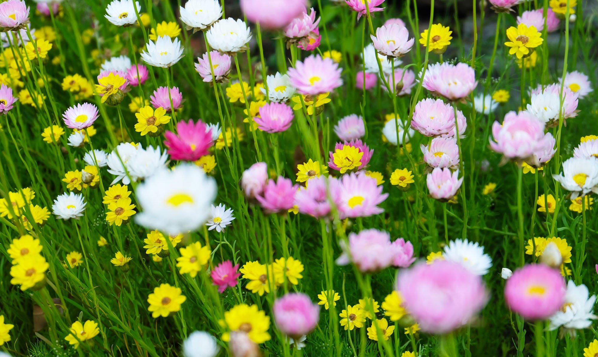 Read more about the article Panagbenga Festival: Blossoms, Events, and Fun