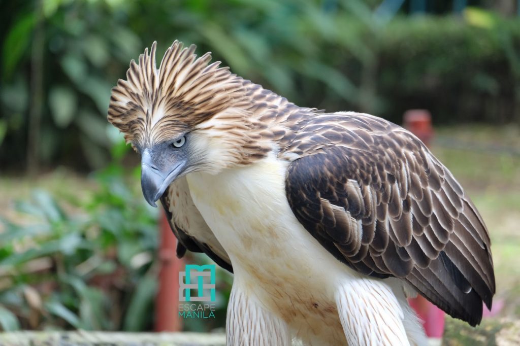 Top Tourist Spots in Davao del Sur