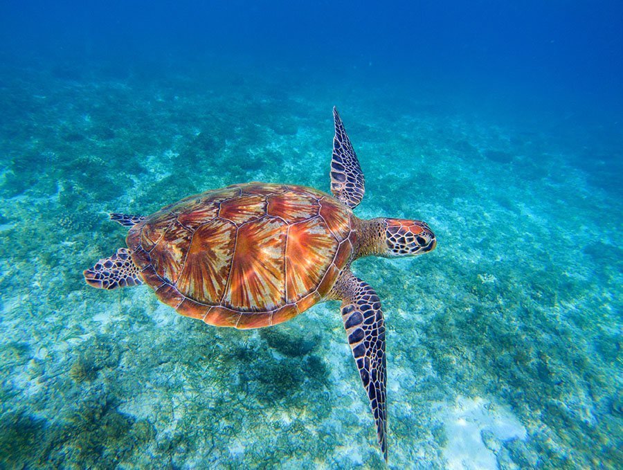 You are currently viewing Top Tourist Spots in Negros Oriental [And how To Get There]