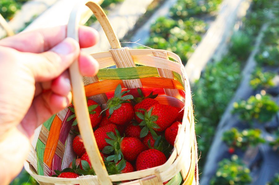 You are currently viewing 6 Must-Try Food in Baguio City [And Where to Find Them]