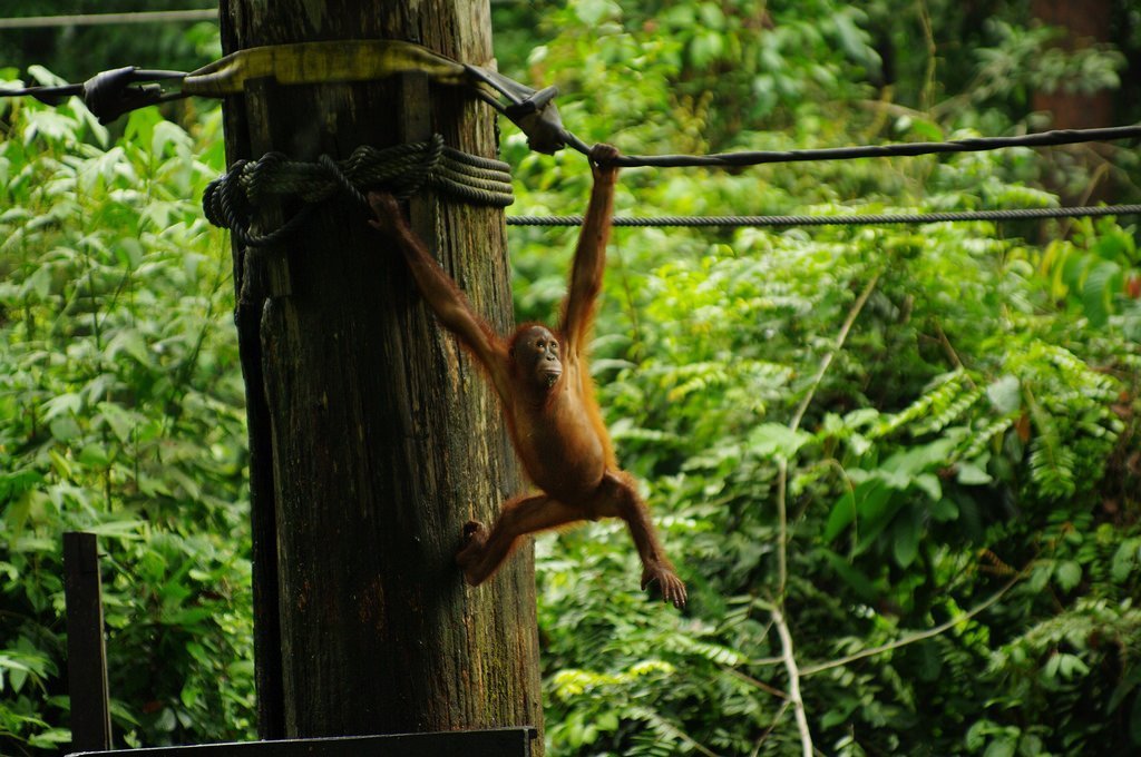 Read more about the article 5 Best Things To Do In Sandakan, Malaysia