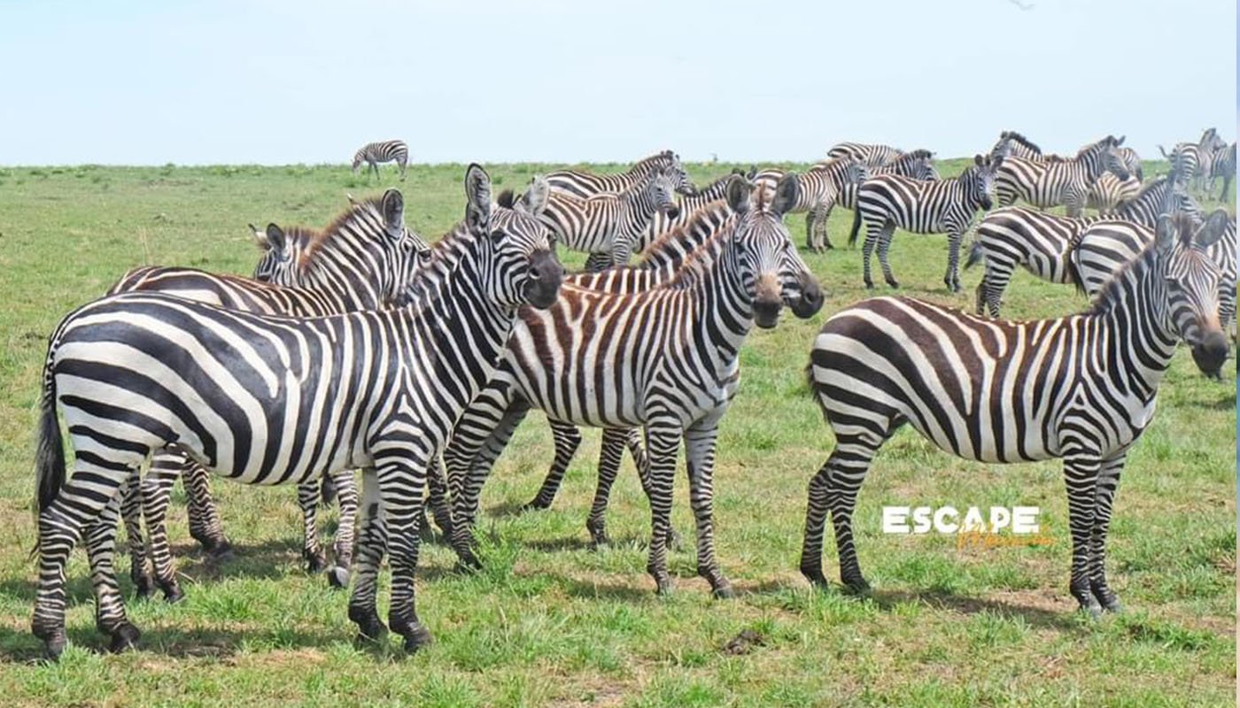 Read more about the article Explore Kenya for Less: AirAsia X Announces New Flights from Kuala Lumpur to Nairobi